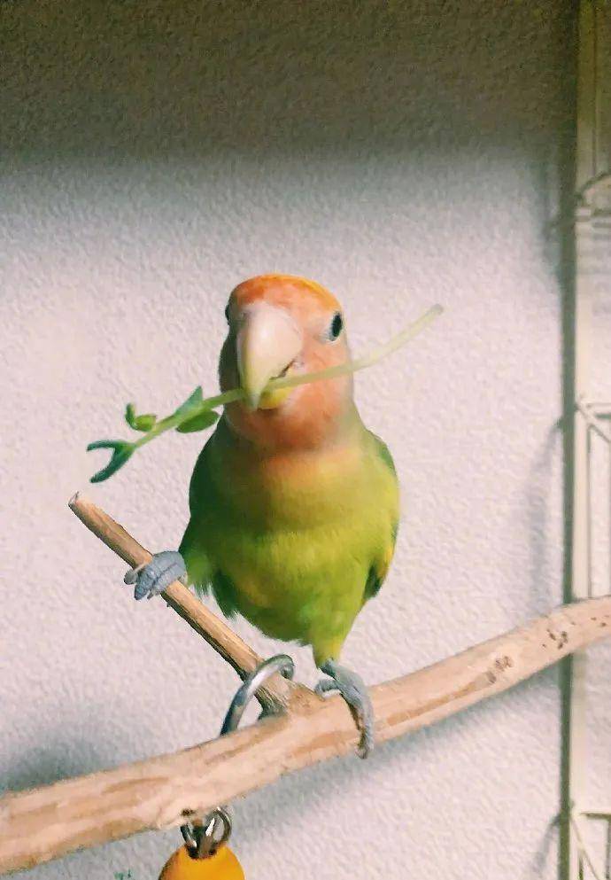 今天给大家看小啾啾照片那么美真实却是个小魔鬼