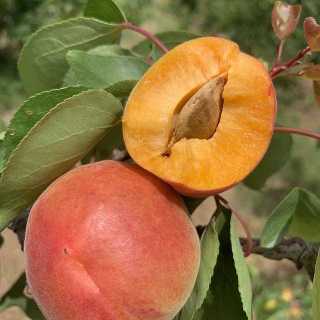 9万斤陕西大红杏上市,果农保本就卖,19.9元一大箱