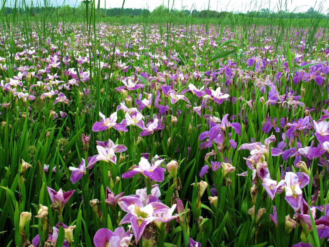 惊喜!邂逅一大片路易斯安娜鸢尾花海
