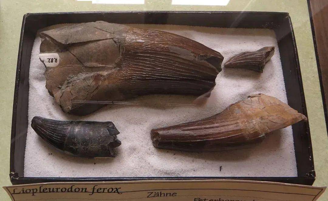 【大自然】侏罗纪海洋中无可辩驳的超级霸主——滑齿龙_化石