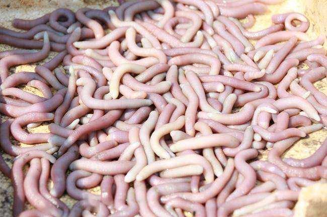 看着可怕吃着可口的沙滩海肠沙虫