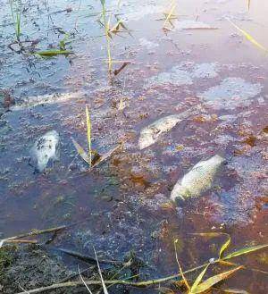 河北某农药厂三千多吨废酸液倾倒入河,19人被抓3人在逃