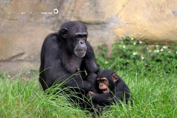 金刚猩猩有室友黑猩猩却没有 动物园揭密:性情大不相同