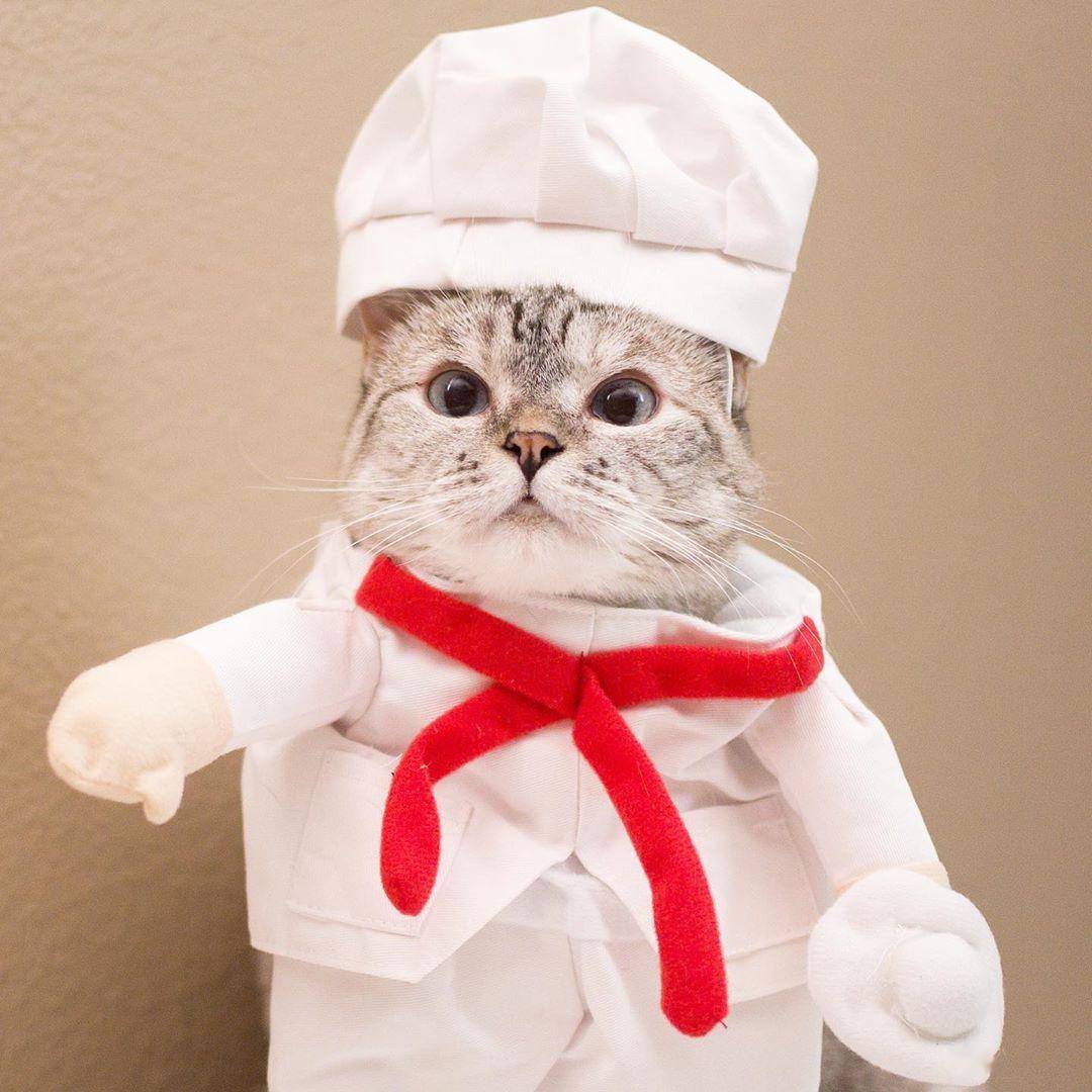 猫咪时装秀你pick哪一套