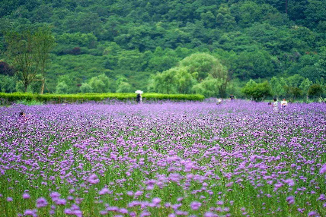 這些花海,錯過就要再等一年!