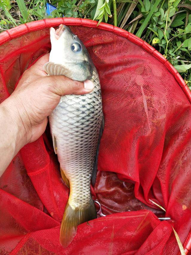 一边继续钓鱼,一边传来毛二锅的灵魂教导"在这样的地方钓鱼,你一开始