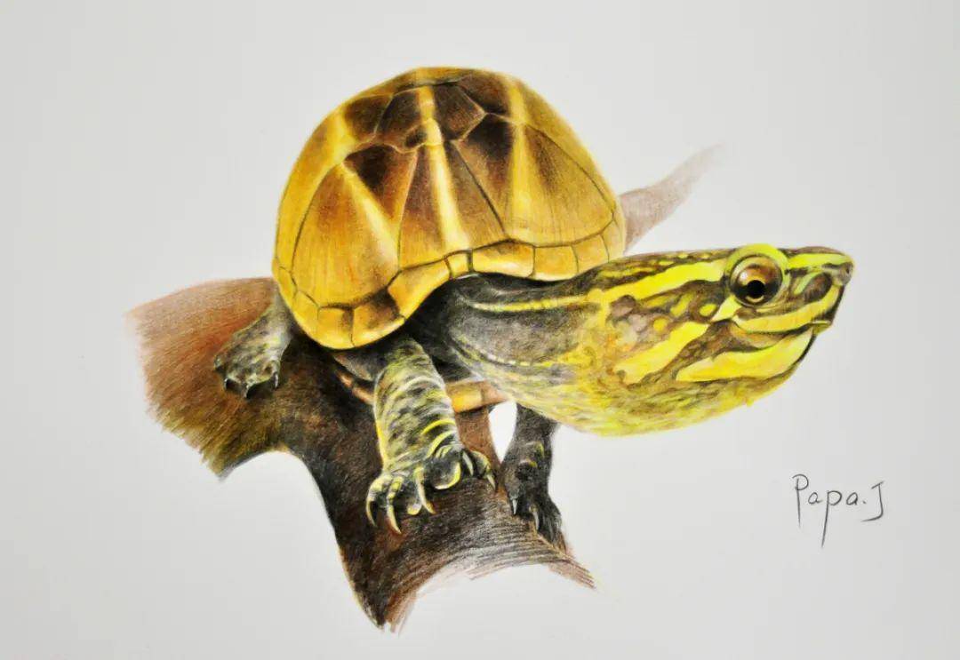 龟画竞猜 | (下篇)公布答案及中奖名单