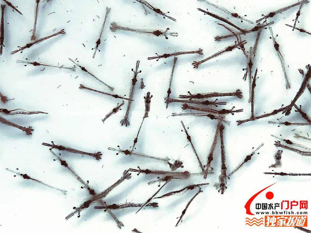 目前市面上的斑节虾苗一般分为:一,泰南草虾苗,生长速度较快,但相应