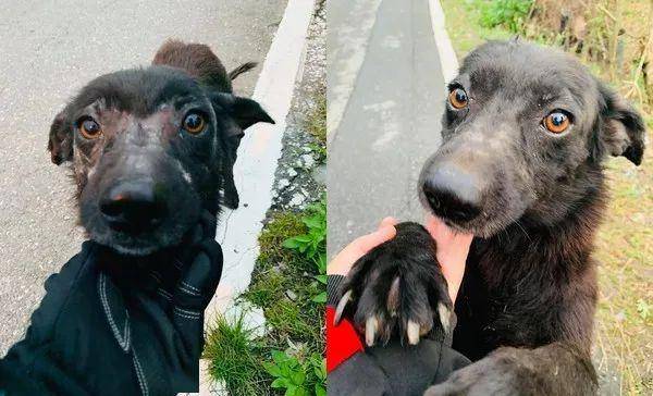 遇到了一只秃毛流浪狗,治疗五个月后,才发现它原来那么美!