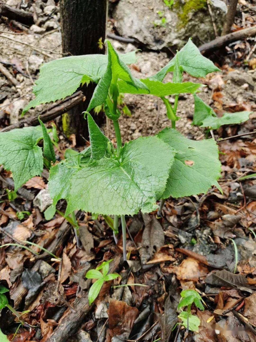 【梁志龙】本溪山菜谱(续)