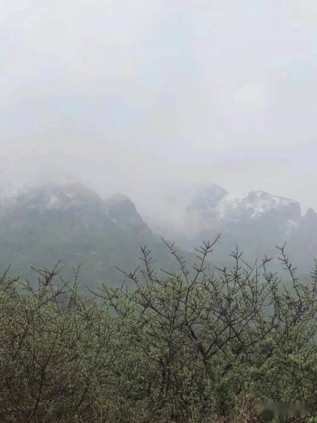 门头沟的灵山飘起了雪花!今天