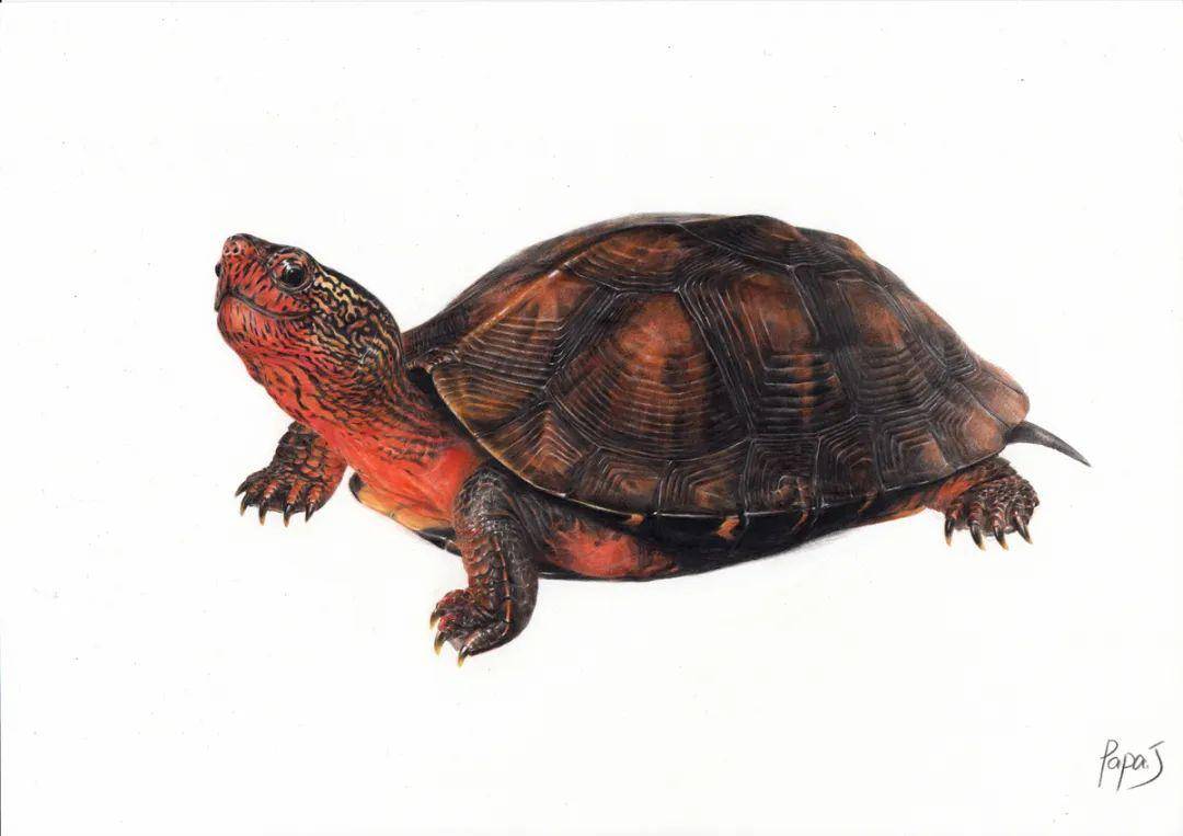 龟画竞猜 | (下篇)公布答案及中奖名单