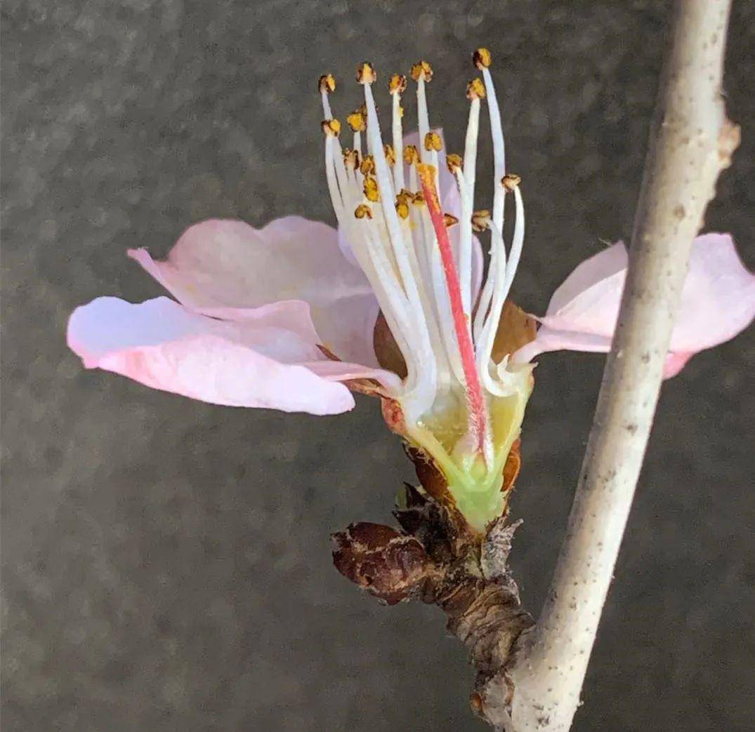 山桃花的解剖示范-观察花托形状和子房位置两周的户外教学,植物学教学