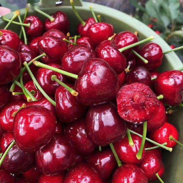 上海地区樱桃优质高效栽培关键技术