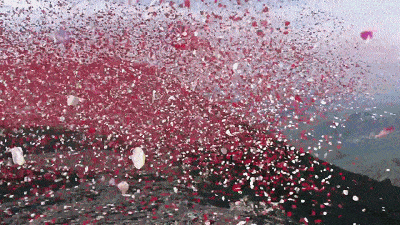 稀罕事平度将有一场特大花瓣雨啦