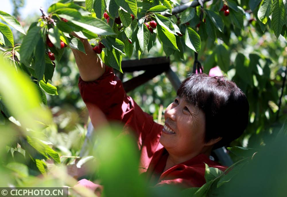 河北任縣紅櫻桃映紅致富路