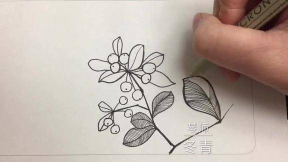 手把手教你画身边的植物冬青简笔画手绘