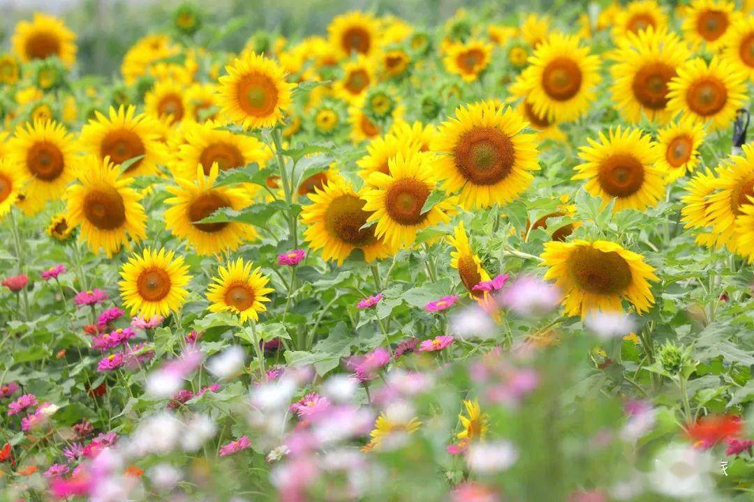 超大片向日葵花海错过等一年