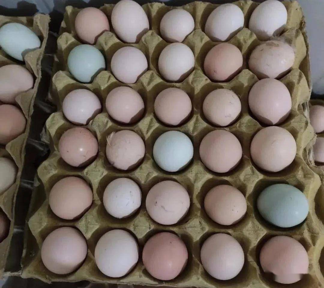 如何提高粉壳蛋鸡养殖效益?