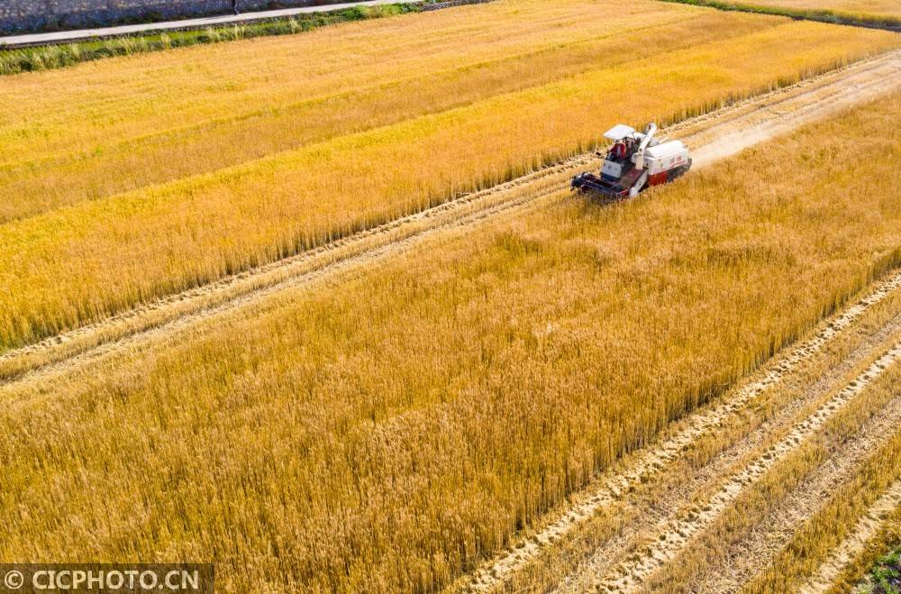 湖北保康小麦开镰收割