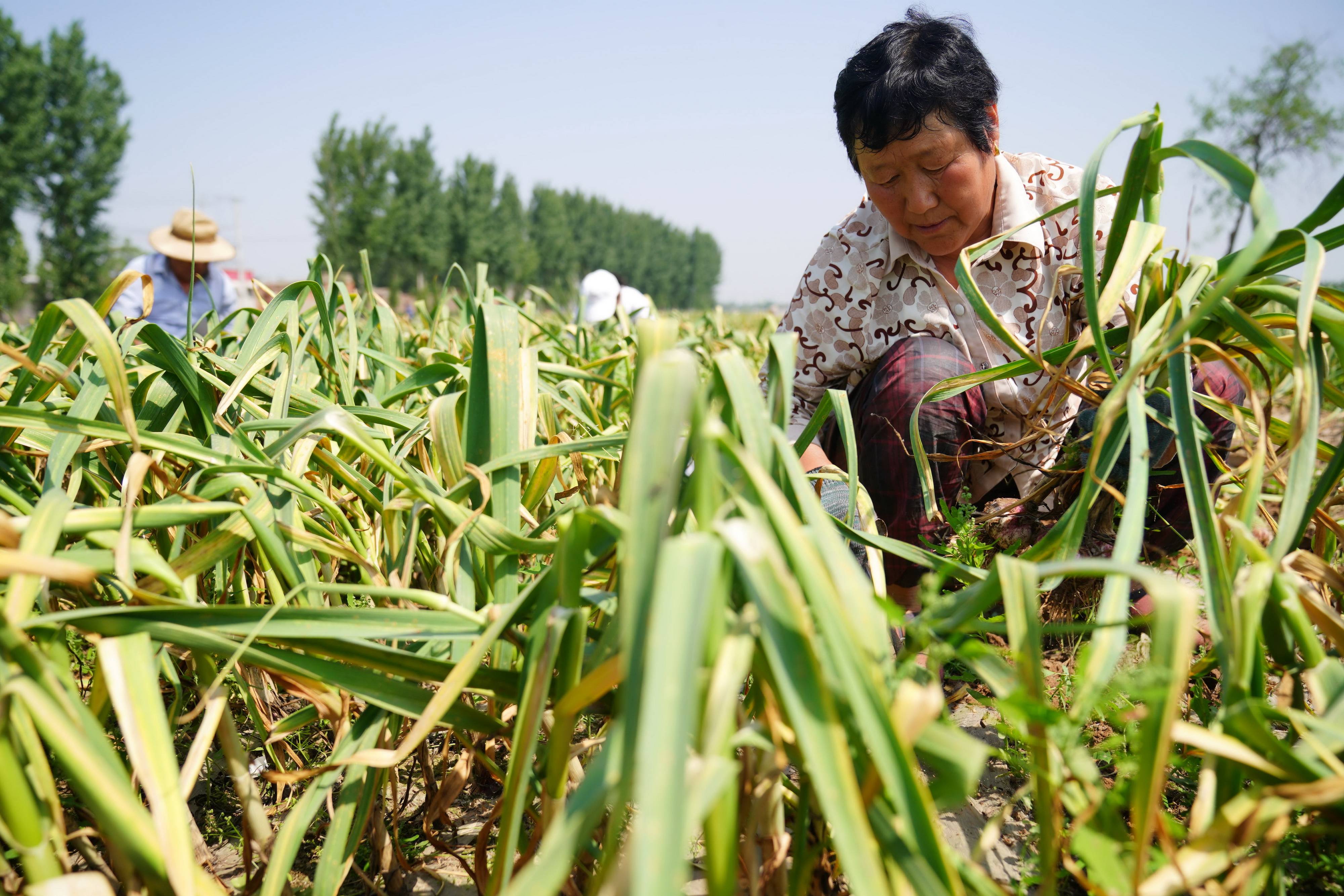 5月20日,河北省清河县油坊镇前魏村农民在种植田里收获大蒜.