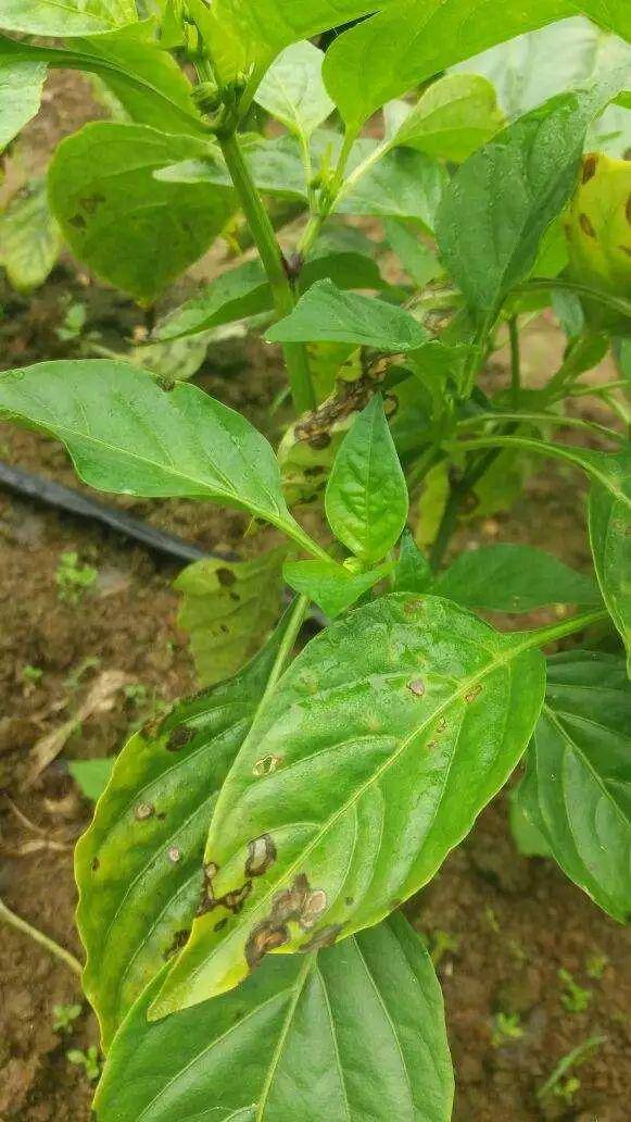 当心这些辣椒不良图谱