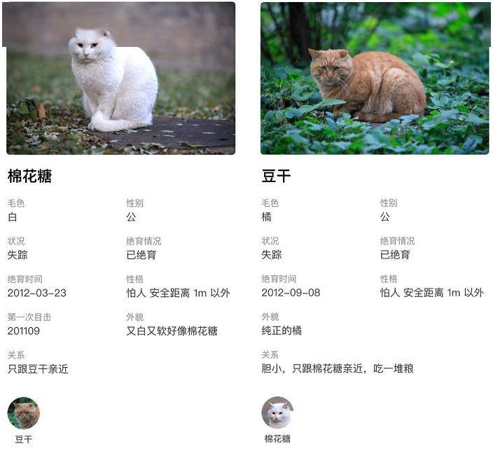 北大猫咪图鉴火爆全网校园网都一度瘫痪猫咪都有北大学籍了