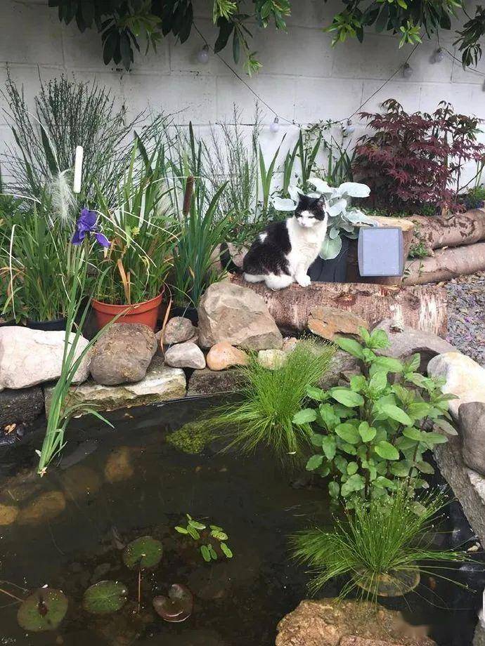 为了看池子里的鱼猫咪每天在池塘边呆着