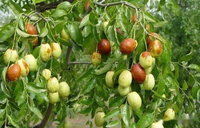 枣树种植玉铃铛枣的品种特点丰产栽培技术