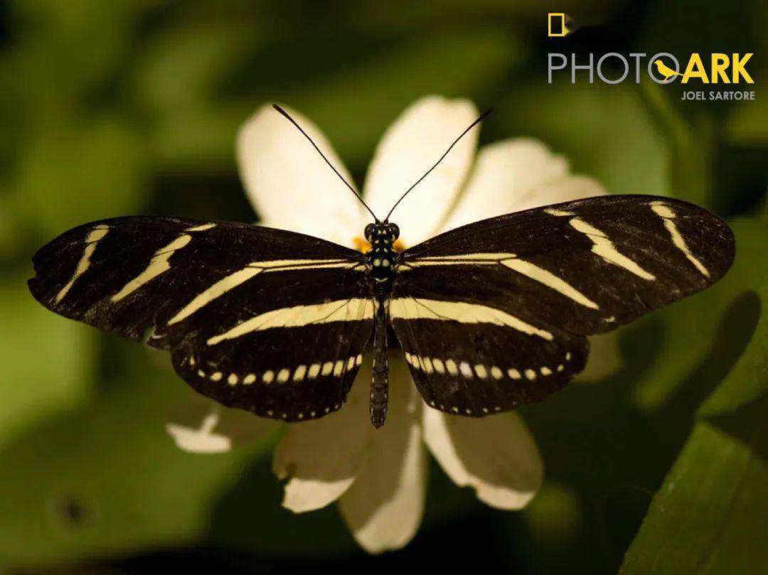 一只斑马纹蝶栖息在白色的花瓣上 摄影:joel sartore