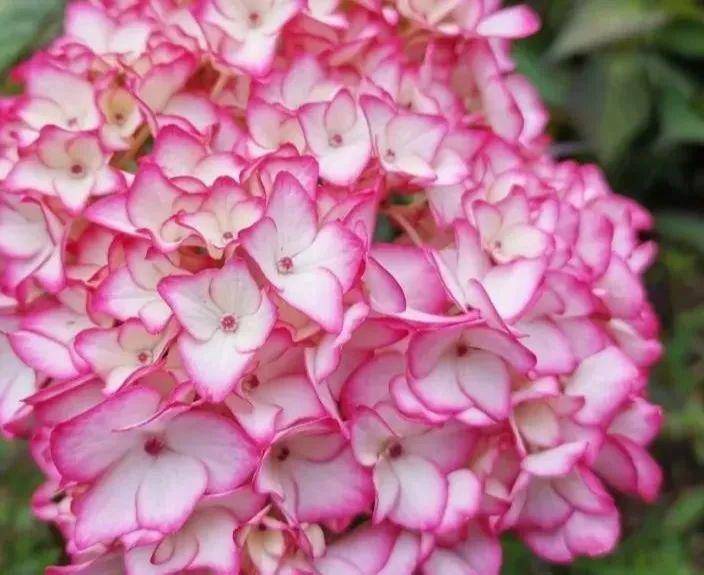 这里的八仙花开了串成了一片片花海