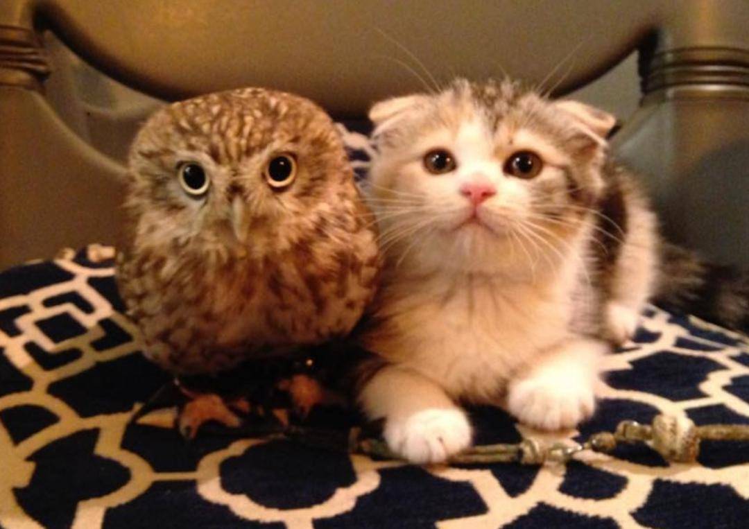 明明是天敌,日本一只猫头鹰竟爱上猫,还帮猫照顾儿孙_猫咪