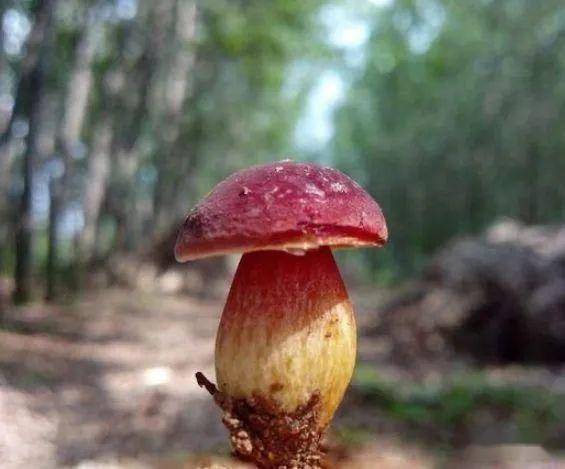 又到五月吃菌时,安全食之需谨慎