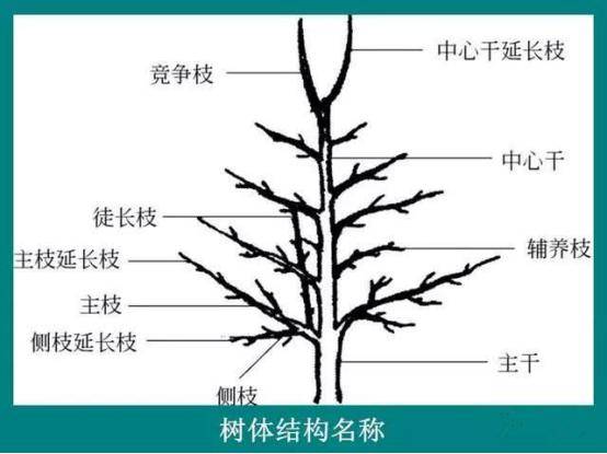 果树树的结构名称图解图片