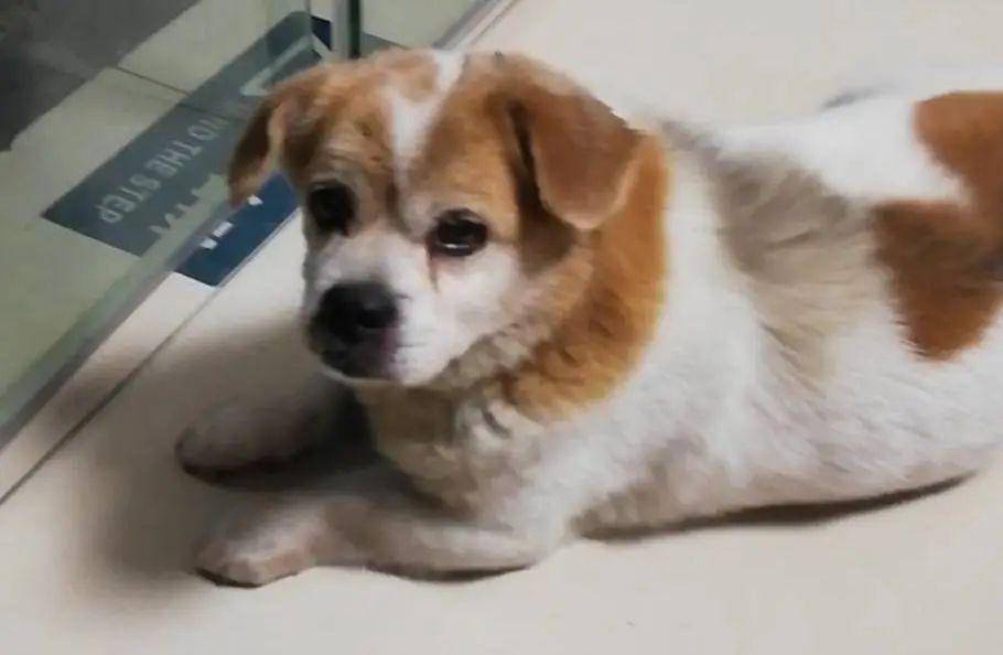 成都地区狗狗寻主