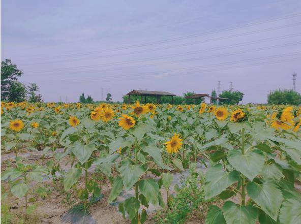 美景贴向阳而开广汉高坪这片花海等你来打call