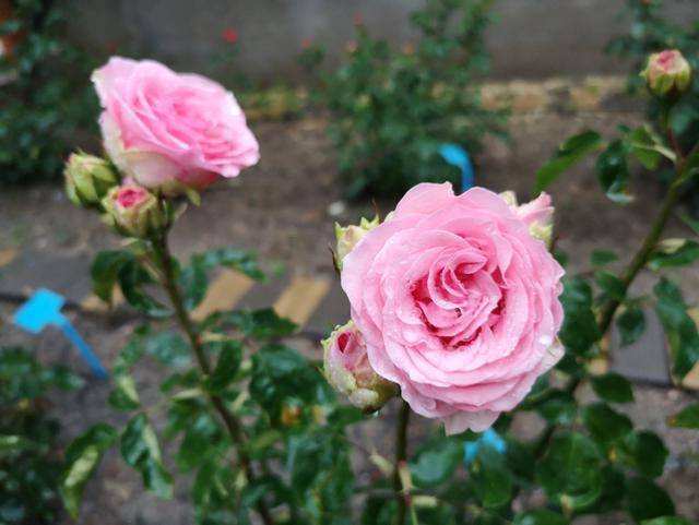 "泰达粉钻"为矮丛月季,灌木型生长状态,株高60-140cm.