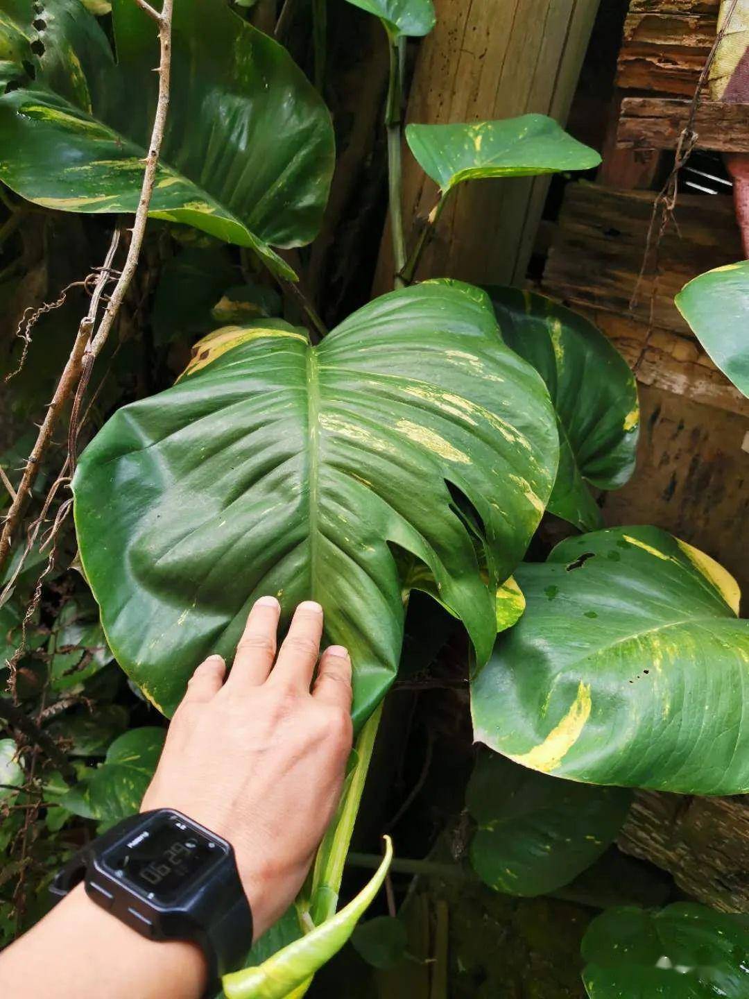 永安东坡路边发现一棵超大绿萝!算不算罕见?_手机搜狐网