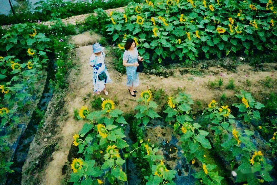 向阳而开广汉高坪这片花海等你来打call