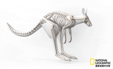 白掌长臂猿(hylobates lar)