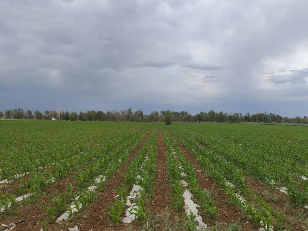 木垒县雀仁乡:久旱逢甘霖 滋润农牧民群众心田