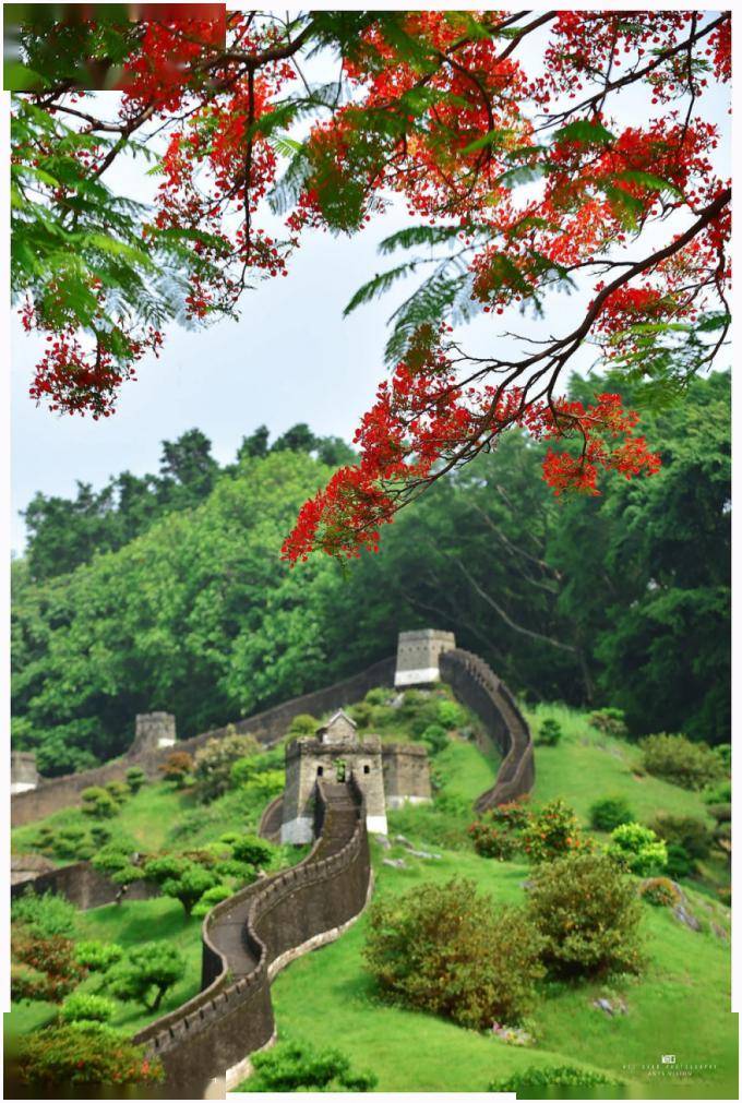 图片来源:锦绣中华民俗村 延绵不断的长城 在凤凰树下若隐若现