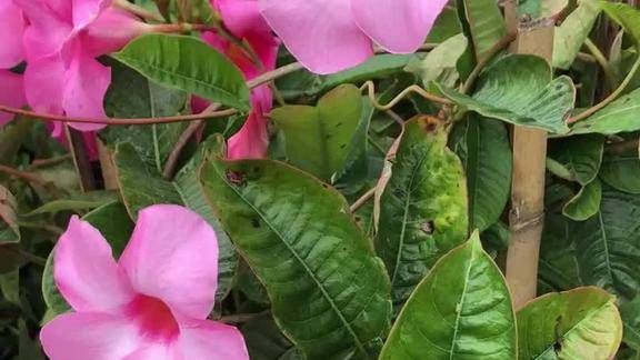 粉色飘香藤老桩