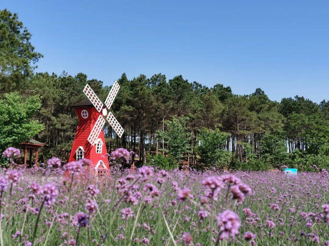【赏花推荐】 悠悠初夏,梦幻花海