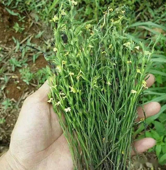 农村1种野草,人称"火草",过去长在庄稼地里,如今1斤1000元_手机搜狐网