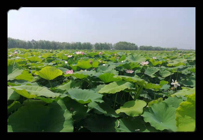 武汉新洲区涨渡湖农场图片