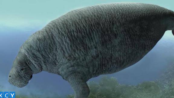 在地球上生存几百万年的无齿海牛遇到人类后用了27年就灭绝了