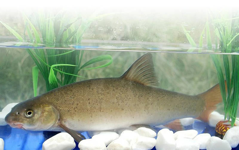 省级重点保护水生野生动物—齐口裂腹鱼△ 长江上游特有珍稀鱼类