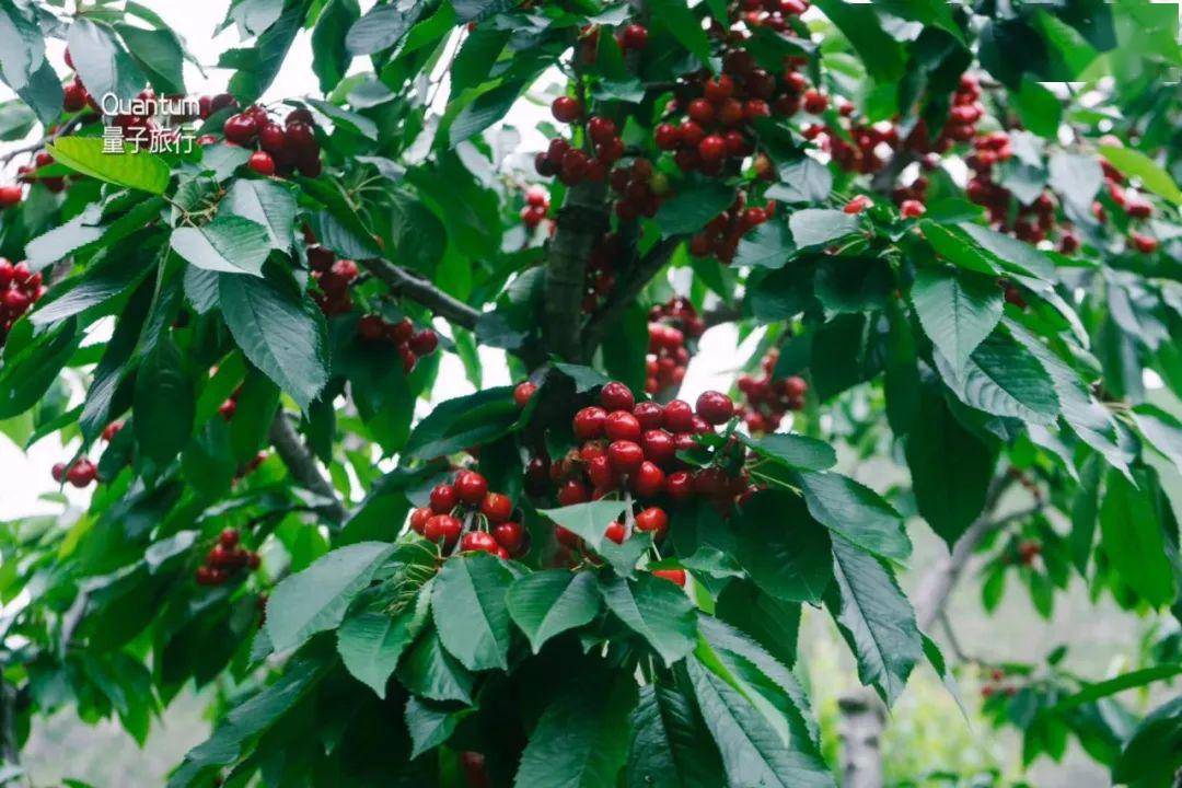 独享私密果园,汶川采摘车厘子,拒绝拥挤