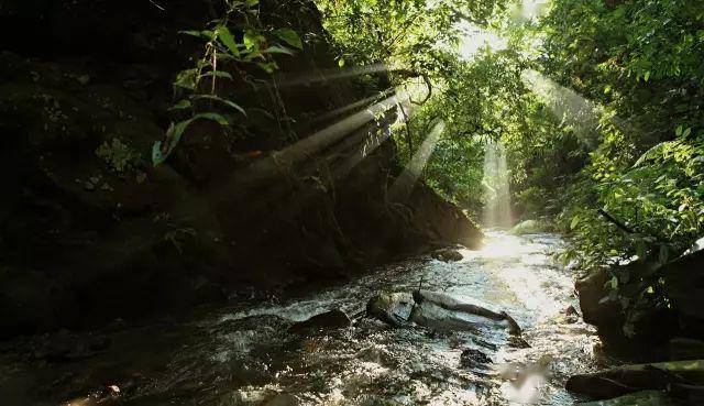 同庆河解读易武风味密码的最后一道光卡